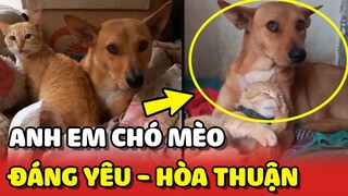 Tan chảy với độ ĐÁNG YÊU và HÒA THUẬN của anh em Chó Mèo 😍 | Yêu Lu