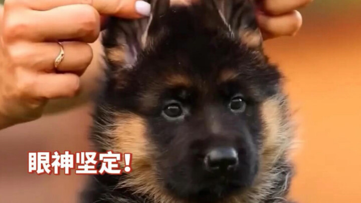 The little police dog’s love and loyalty are all in the way he acts!