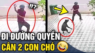 Những sự cố 'HÀI HƯỚC' với mấy con 'CỜ HÓ' khiến khổ chủ phải 'KHÓC THÉT' | Tin 3 Phút Hài