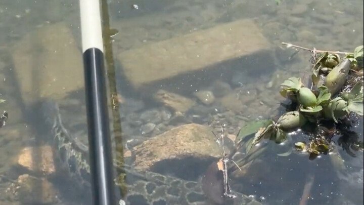 ฟังแล้วอาจไม่เชื่อ ฉันเกือบถูกปลาดูหมิ่นเลยนะ!