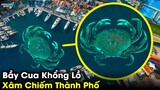 ✈️ Giải Mã Bí Ẩn về 8 Thuỷ Quái Khổng Lồ Mà Google Earth Phát Hiện | Khám Phá Đó Đây