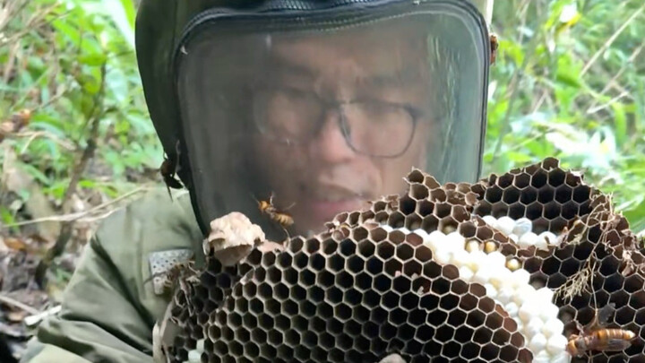การจัดการต่อหัวเสือในฟาร์มผึ้ง
