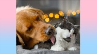 🤣 Funny 🐶 Dogs and 😻 Cats   Awesome Funny Pet Animals Videos 😇 #4