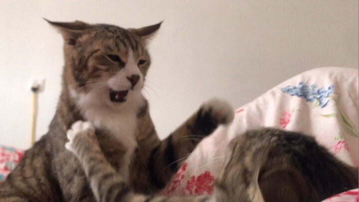 When girls fight, they really do go straight for each other’s faces—just like cats!