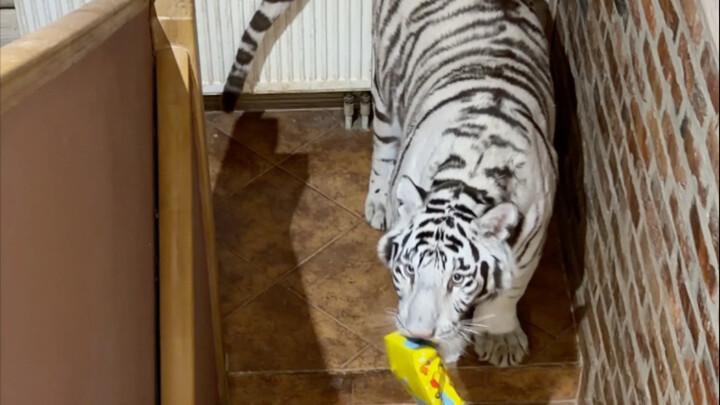 🦓: إذا ما أعطيتني فخذ دجاج، هعمل شغب 🤪