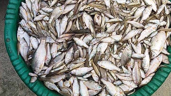 caught Fishing from Bangladesh