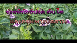 ผักบุ้งเครือช่วยปกป้องปอด  ตับ ไต จากสารพิษ ขับนิ่วในทางเดินปัสสาวะฯลฯ  /โดยฮอยไทยอีสาน