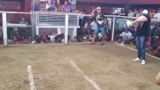 zanino white x golden boy sweater