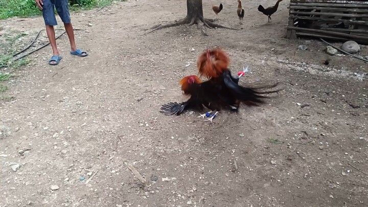 5𝙠 𝙎𝙬𝙚𝙖𝙩𝙚𝙧 𝙑𝙎 𝙈𝙘𝙡𝙚𝙖𝙣 𝙃𝙖𝙩𝙘𝙝 𝙨𝙥𝙖𝙧