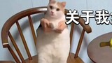 【Cat meme】My mom got addicted to cat memes and asked me to help her make an episode to promote furni