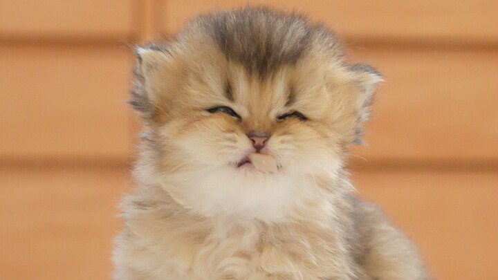Baby kitten tries meat for the first time and eats until it “smiles”!