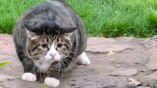 You can resist not touching, but you can't help but look!