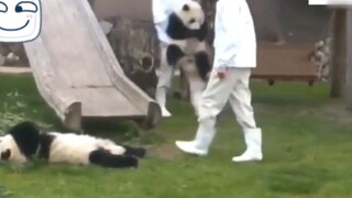 熊猫在日本就是大爷