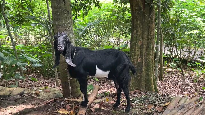 punya kambing baru