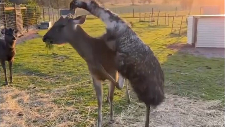 Bullying is rampant on an Australian animal farm, and the owner resorts to an ancient, ruthless meth