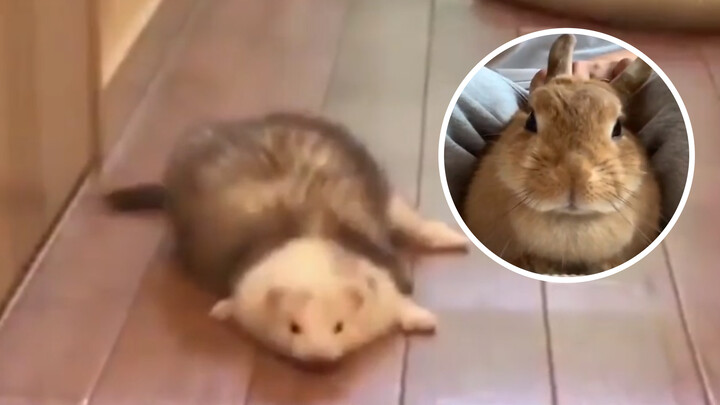Actually, a lot of animals are electronic…