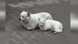 [Video tấu hài] Chó mèo ở với nhau quá lâu là giống nhau