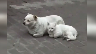 [Video Lucu] Kucing dan Anjing Menjadi Mirip Setelah Lama Bersama