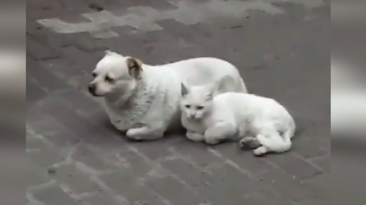 【Funny Videos】Cats And Dogs Become Similar