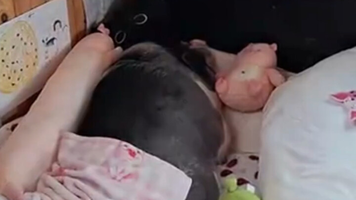 This pig is not real, I will tag a real one below