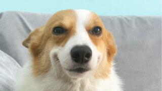 "Flying ears, flattering smile, shaking like a sieve"