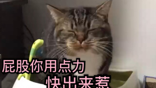 猫咪便秘表情合集 (确信)