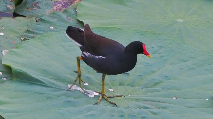 【4k】Chim nước đen đi bộ