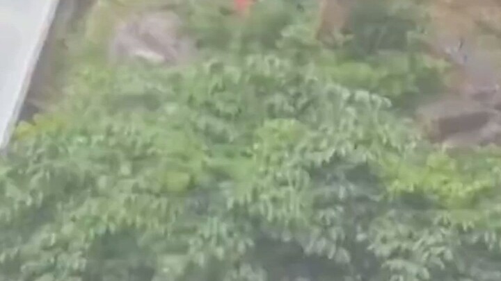 Ông cụ thản nhiên chơi điện thoại trong vườn hổ, một loạt thao tác khiến cư dân mạng ngơ ngác, ông c