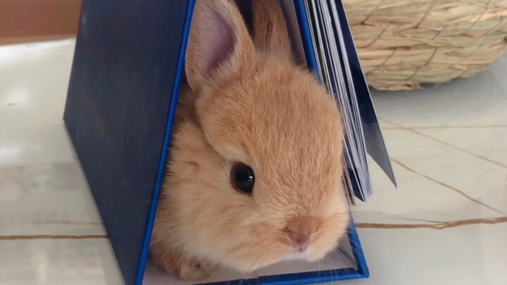 Little Rabbit Behavior Awards