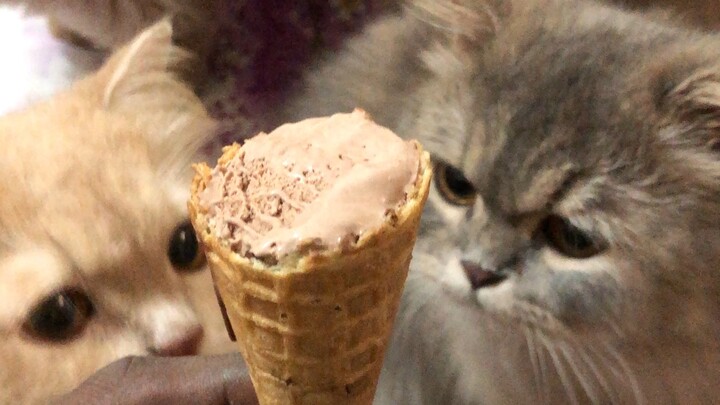 Cats enjoying ice cream