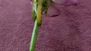 cairan alami mbantu prtumbuhan akar 😏🤤