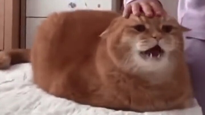 هذا القط... جعلني سعيدًا لعدة أيام!