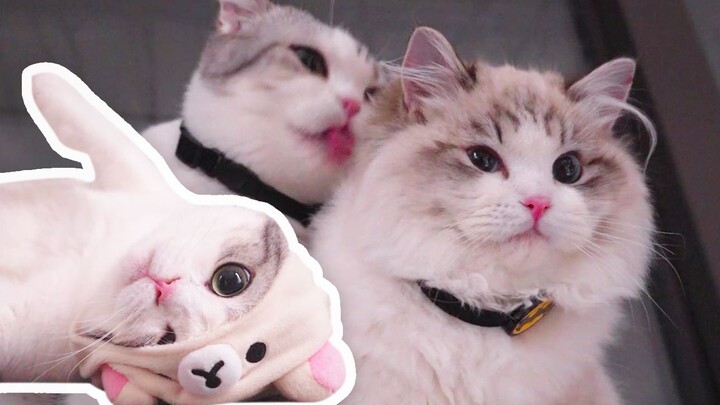 Mèo lớn liếm lông cho mèo con, chiếc võng treo trong suốt mất cân bằng nghiêm trọng!