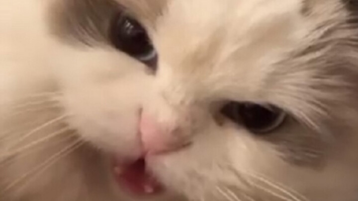 Tôi đánh bạn cần lý do gì nữa?