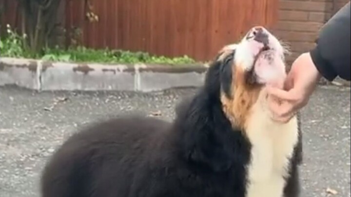 4.2W’s Bernese Mountain Dog has safely arrived at the Yuxi dog farm from Russia—this pup is just too