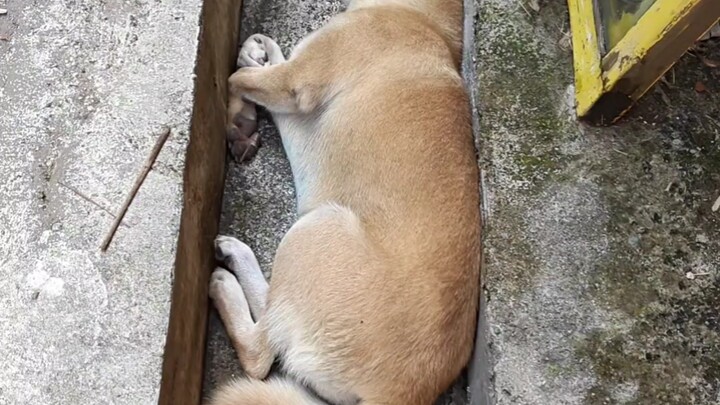 A security system that costs only a few dozen yuan just isn’t reliable—it’s crashed again.
