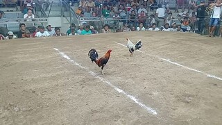 SF d nalaban ung isa