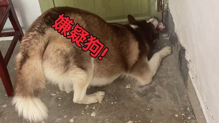 Anjing husky menyembunyikan tulang dengan diam-diam, melakukan sederet aksi kocak yang membuat sang 