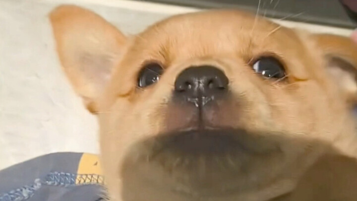 Người sợ chó lại nuôi một chú chó chỉ sợ người.