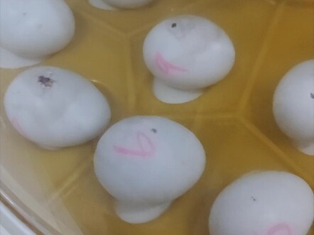 Tôi đã bỏ 200 tệ trên mạng để mua 20 quả trứng của chim vẹt mào.