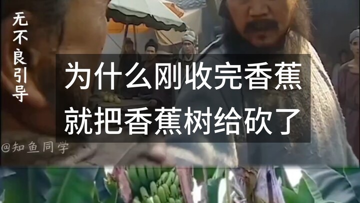 ทำไมเพิ่งเก็บกล้วยเสร็จก็ตัดต้นกล้วยทิ้งเลยล่ะ?