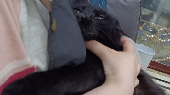 แมวน้อยขี้อ้อนที่โดนแม่หลอกมาตัดเล็บ น้ำตาซึมจนแทบระเบิด!