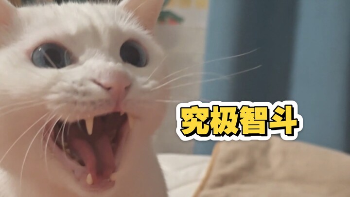 All their心思 are devoted to the cat.