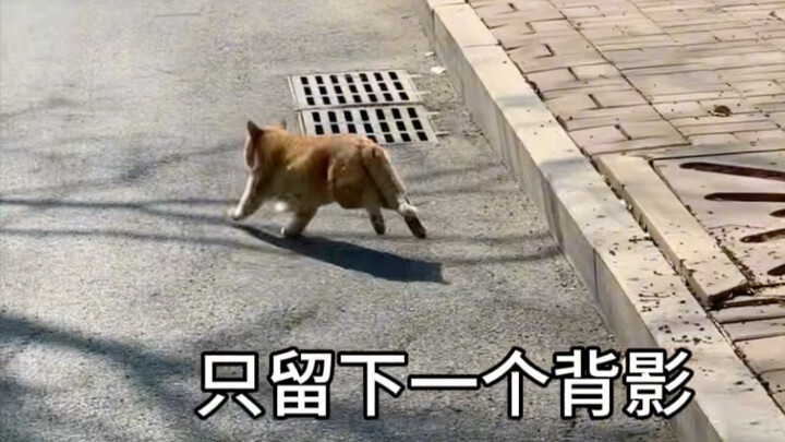 第二部分，最后的影像以及后记