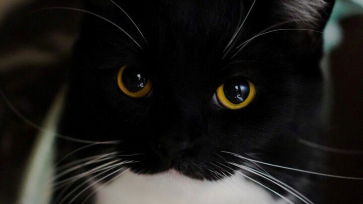 Kumpulan suara kucing sapi ω uni, ternyata kucing yang sama bisa mengeluarkan begitu banyak jenis su