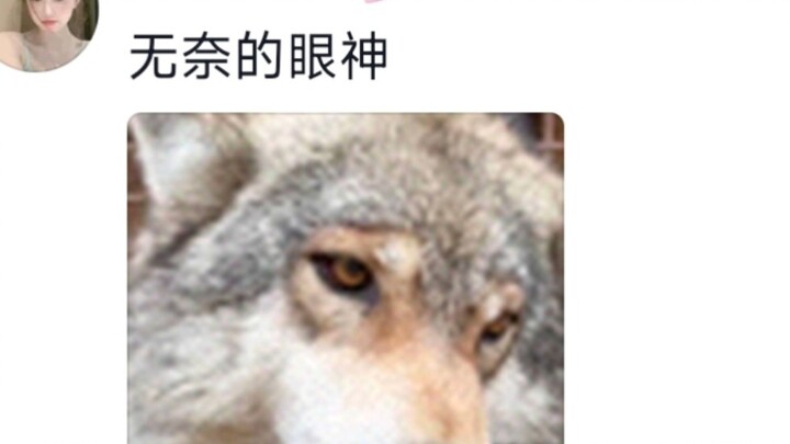 ดูท่าจะเป็นขวัญใจของจ้าวฝูงหมาป่าเลยนะ ฮ่าๆๆ