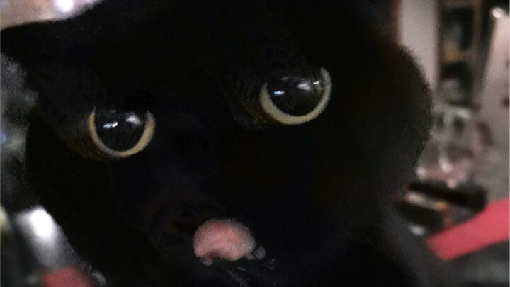 Don't keep black cats!