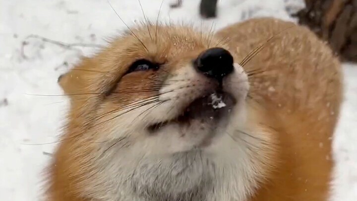 Rubah Kecil Rusia: Cari aja si Rusa buat kasih aku kacang!