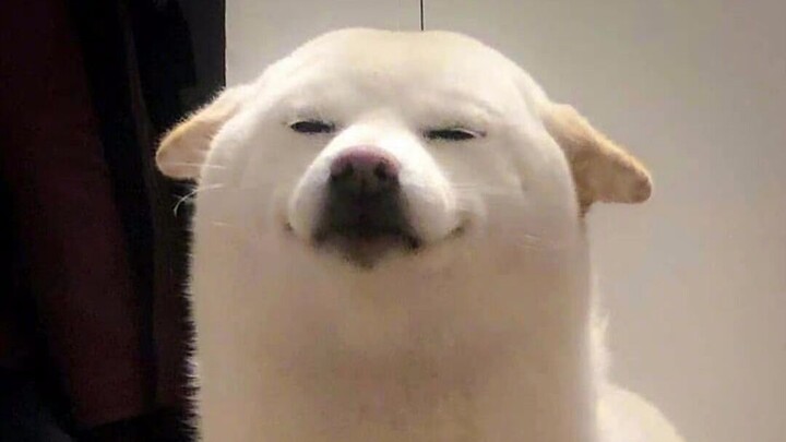 Use the dog's light card to scan it.