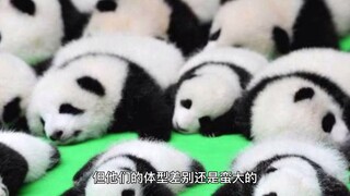 Ini adalah acara tahunan terbesar di dunia panda!